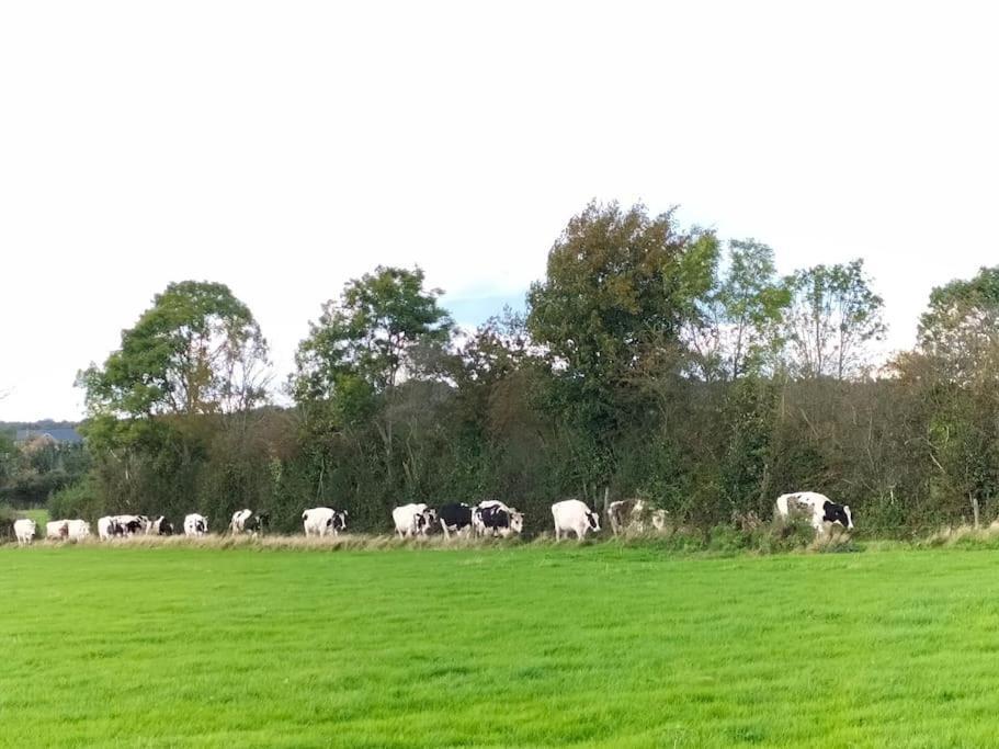 Gite La Dame Au Lit Gite A La Ferme Momignies Luaran gambar